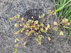 Trifolium glomeratum