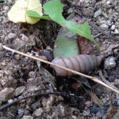 Anisospira velascorum