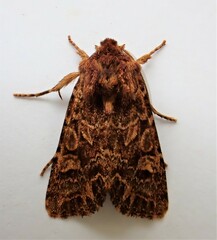 Ichneutica brunneosa