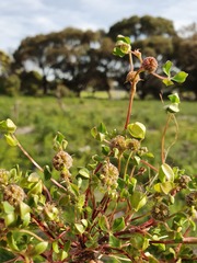 Trifolium glomeratum