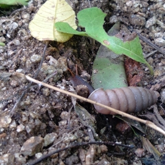 Anisospira velascorum