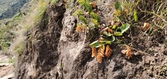 Flemingia strobilifera