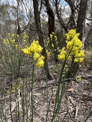 Glischrocaryon behrii