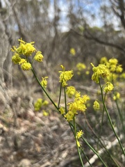 Glischrocaryon behrii