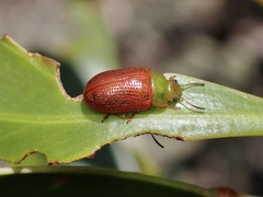 Calomela satelles