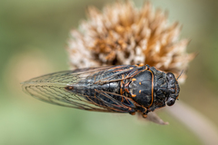 Okanagana occidentalis