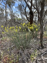 Glischrocaryon behrii