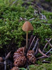Galerina atkinsoniana