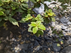 Rhododendron oldhamii