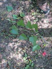 Ampelopsis cordata