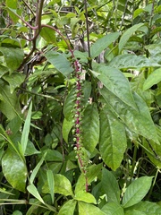 Phytolacca rivinoides