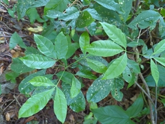 Melicope pteleifolia