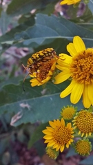 Ochraethes pollinosus