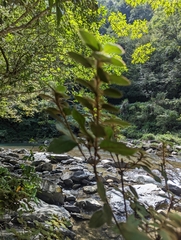 Rhododendron oldhamii