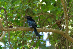 Dicrurus hottentottus