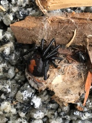 Latrodectus hasselti