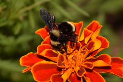 Bombus pauloensis