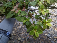 Rhododendron oldhamii
