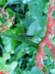 Neorthacris