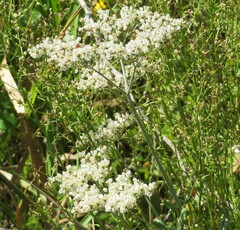 Eriogonum multiflorum