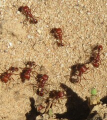 Pogonomyrmex comanche