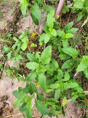 Oenothera speciosa