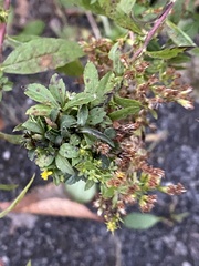 Procecidochares atra