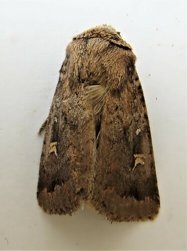 Proteuxoa tetronycha photo 3