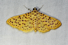 Polygrammodes eleuata