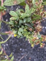 Procecidochares atra