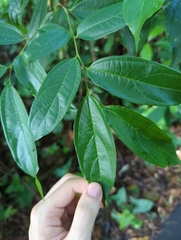 Celtis tetrandra