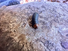Monocesta coryli