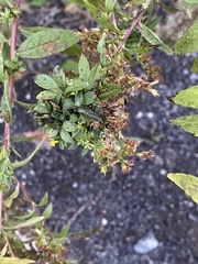 Procecidochares atra