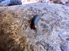 Monocesta coryli