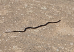 Pseudonaja aspidorhyncha
