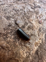 Monocesta coryli