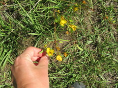Oenothera berlandieri