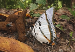 Polyura nepenthes