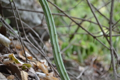 Selenicereus spinulosus