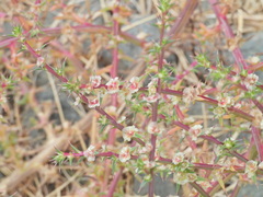 Salsola australis