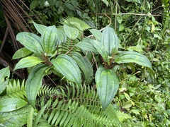 Miconia sintenisii