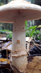 Cortinarius triumphans