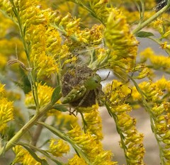 Peucetia viridans