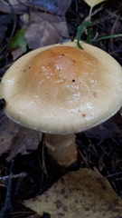 Cortinarius triumphans