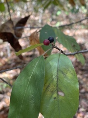 Frangula caroliniana