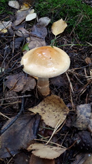 Cortinarius triumphans