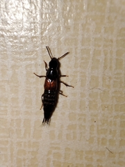 Staphylinini