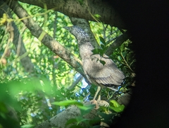 Gorsachius melanolophus