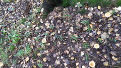 Cortinarius triumphans