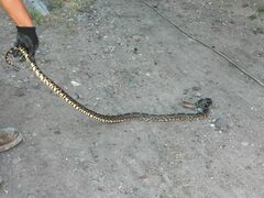 Pituophis deppei